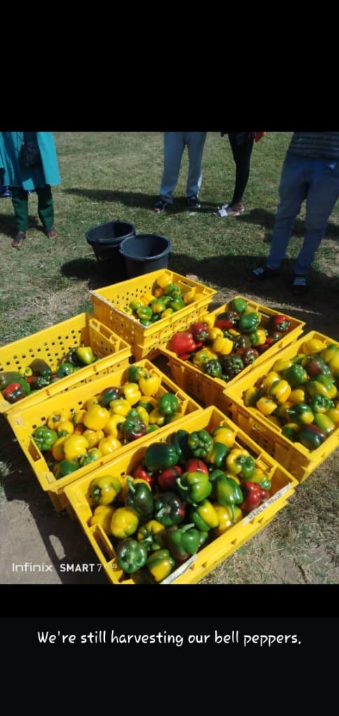 Fresh harvest of bell peppers