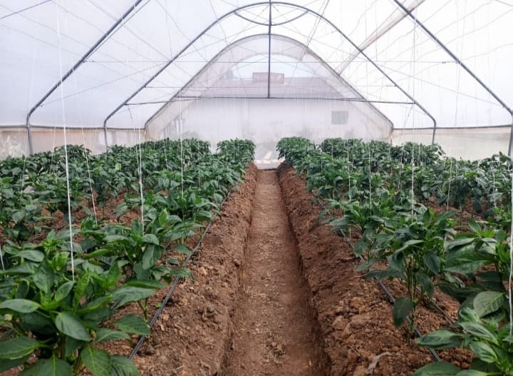 Inside view of greenhouse cultivation