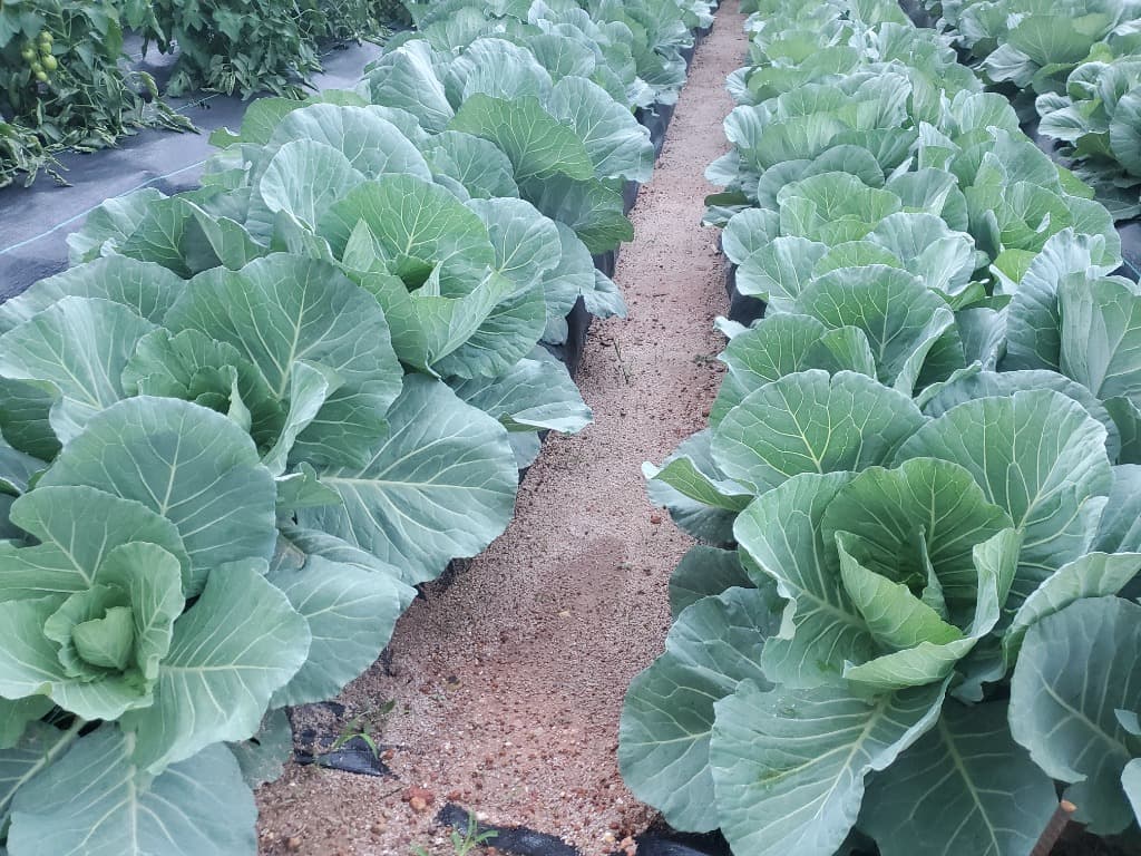 Healthy vegetable crops in the field