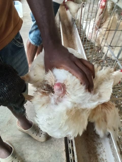 Livestock management and animal husbandry training